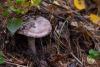 amanita-porphyria_02_t1.jpg