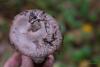 amanita-porphyria_03_t1.jpg