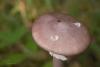 amanita-porphyria_03_t1_1.jpg