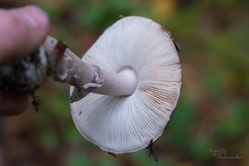 amanita-porphyria_04.jpg