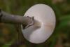 amanita-porphyria_04_t1_1.jpg