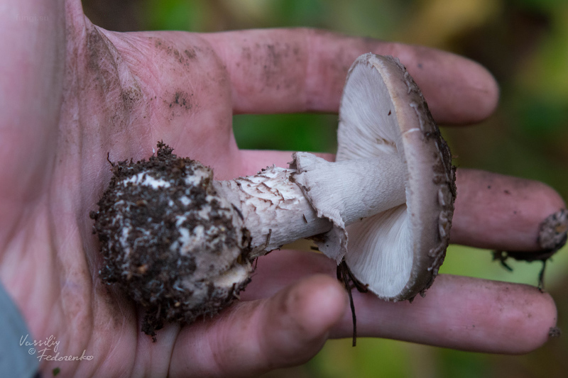 amanita-porphyria_05.jpg