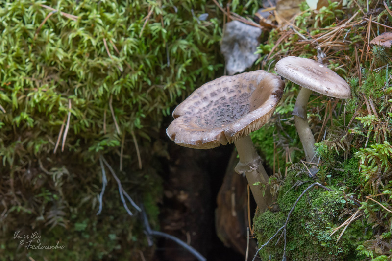 amanita-porphyria_05_1.jpg