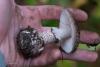 amanita-porphyria_05_t1.jpg
