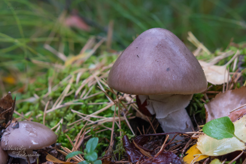 amanita-porphyria_06.jpg