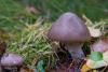 amanita-porphyria_06_t1.jpg