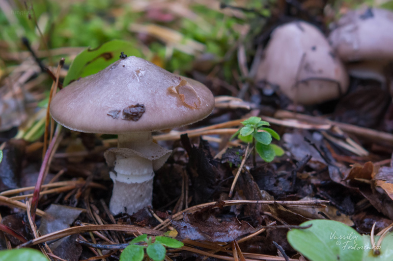 amanita-porphyria_07.jpg