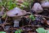 amanita-porphyria_07_t1.jpg