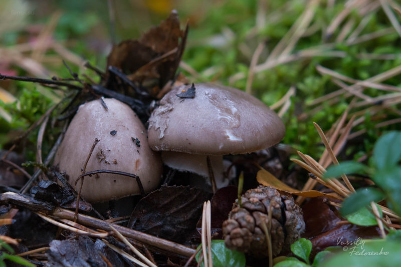 amanita-porphyria_08.jpg