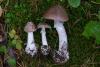 amanita-porphyria_09_t1.jpg