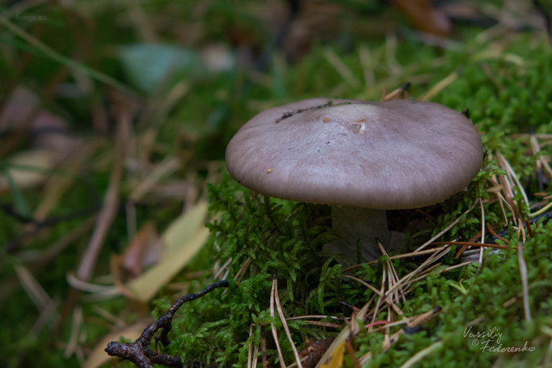 amanita-porphyria_10.jpg