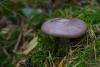 amanita-porphyria_10_t1.jpg