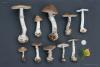 amanita-porphyria_11_t1.jpg