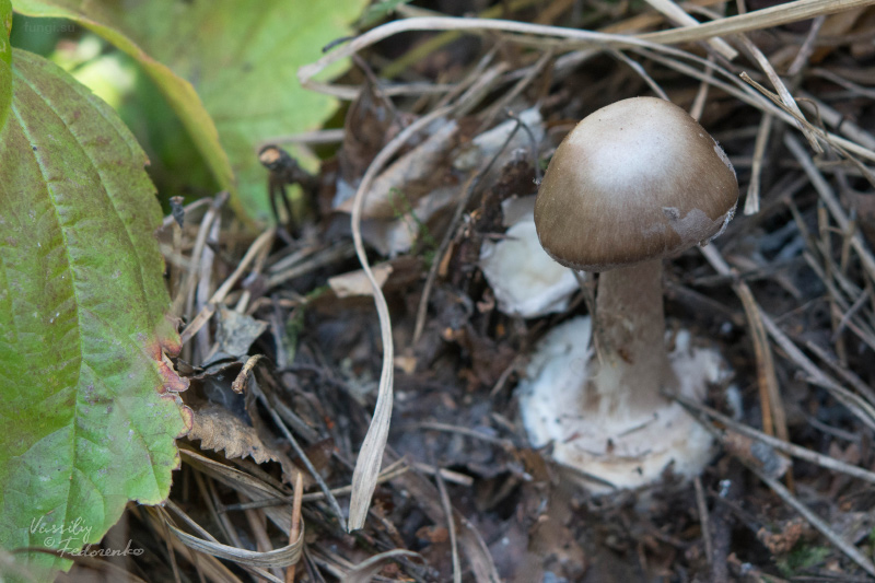 amanita-vaginata_01.jpg