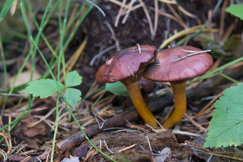 chroogomphus-rutilus_01.jpg