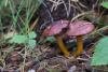 chroogomphus-rutilus_01_t1.jpg