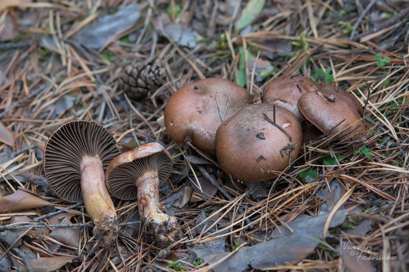 chroogomphus_01.jpg