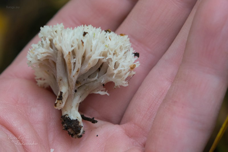 clavulina_02.jpg