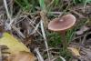 cortinarius_01_t1_2.jpg