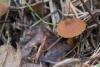 cortinarius_01_t1_3.jpg