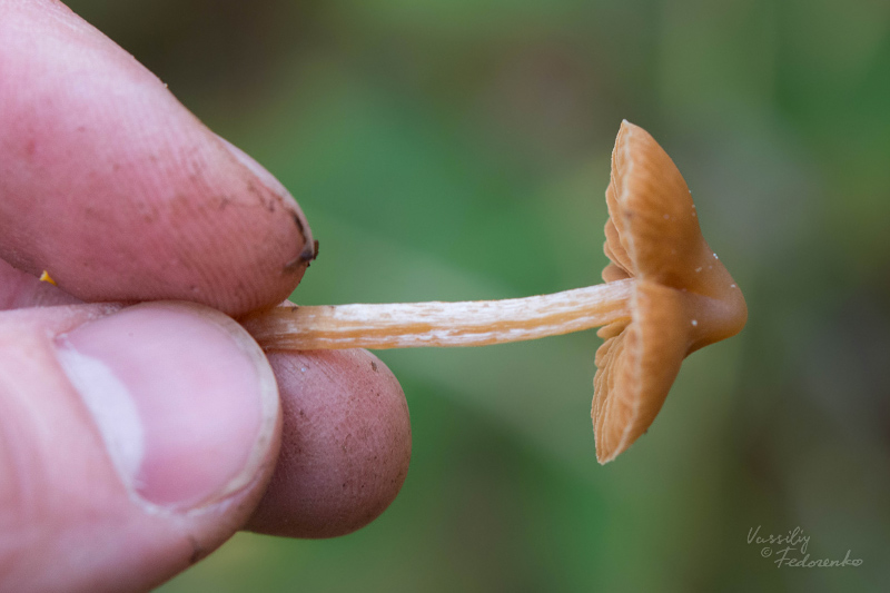 cortinarius_02_3.jpg