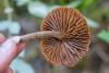 cortinarius_02_t1.jpg