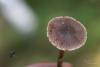 cortinarius_02_t1_1.jpg