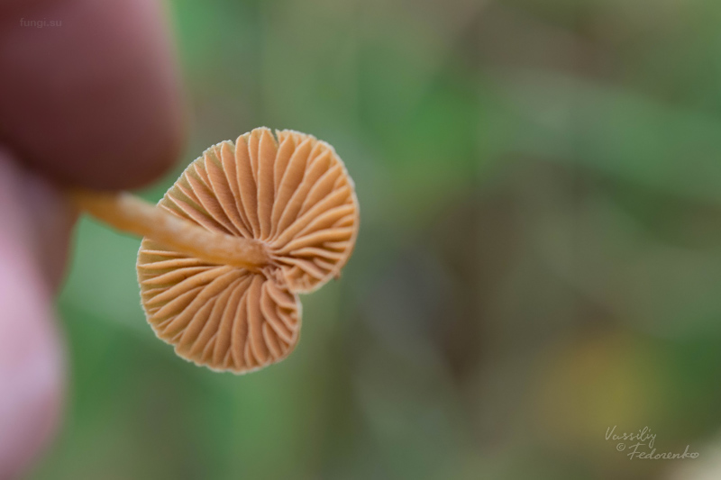 cortinarius_03_3.jpg