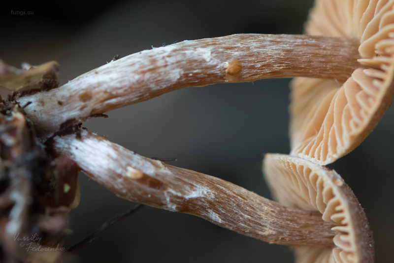 cortinarius_03_4.jpg