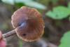 cortinarius_03_t1.jpg