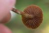 cortinarius_03_t1_1.jpg