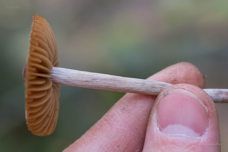 cortinarius_04_2.jpg