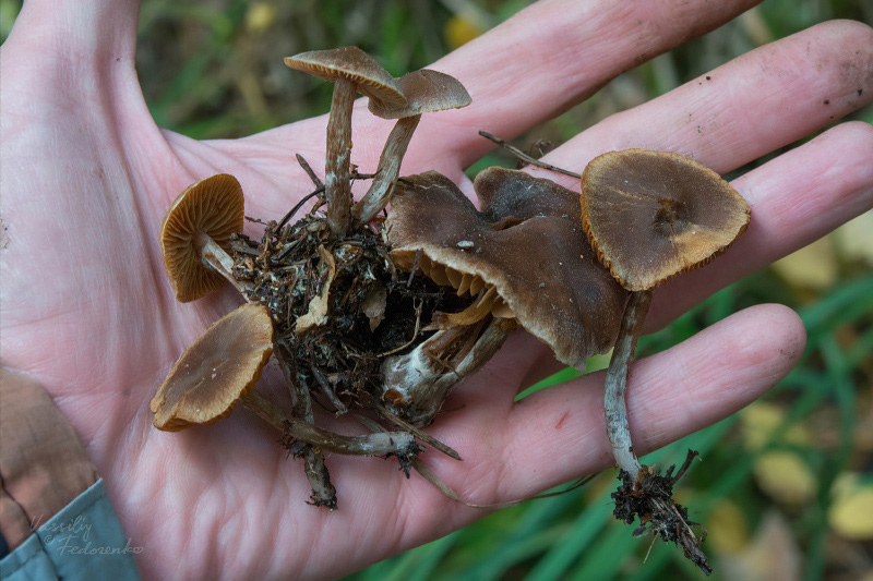 cortinarius_04_4.jpg
