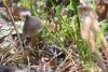 cortinarius_04_t1.jpg