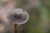 cortinarius_04_t1_1.jpg