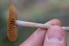 cortinarius_04_t1_2.jpg