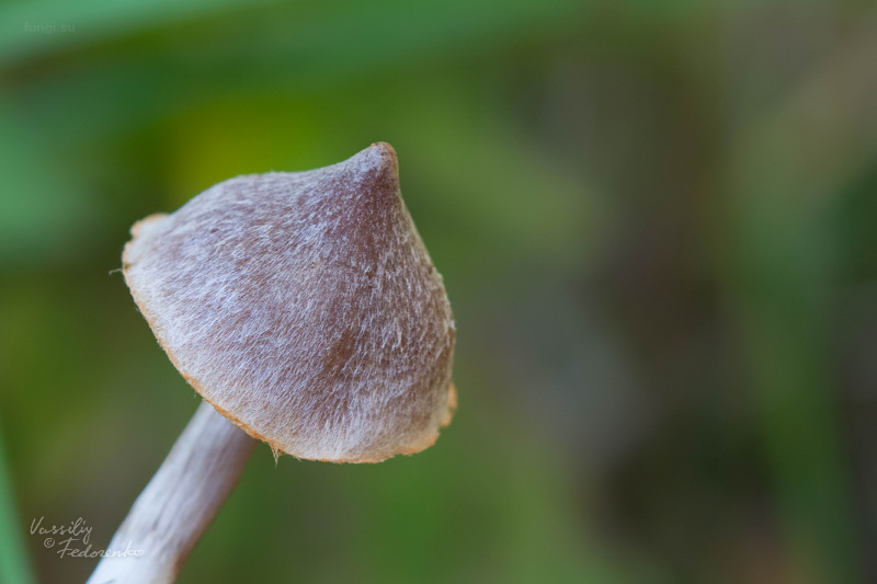 cortinarius_05.jpg