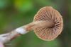 cortinarius_06_t1.jpg