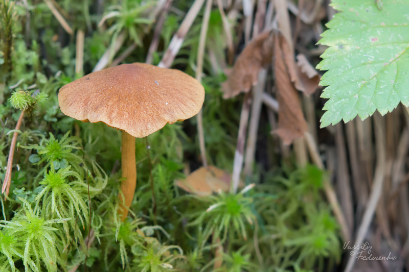 cortinarius_croceus_02.jpg