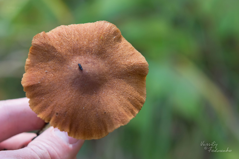 cortinarius_croceus_04.jpg