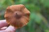 cortinarius_croceus_04_t1.jpg