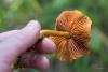 cortinarius_croceus_05_t1.jpg