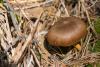 cortinarius_semisanguineus_01_t1.jpg