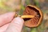 cortinarius_semisanguineus_02_t1.jpg