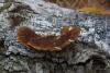 daedaleopsis-tricolor_01_t1.jpg