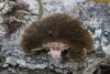 daedaleopsis-tricolor_02_t1.jpg