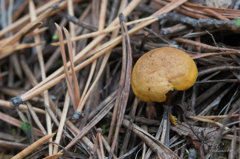 fungi_01_4.jpg