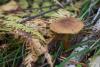 fungi_01_t1_1.jpg