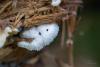 fungi_01_t1_3.jpg