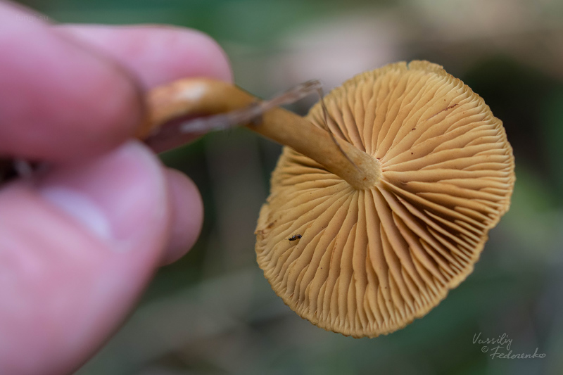 fungi_02_1.jpg